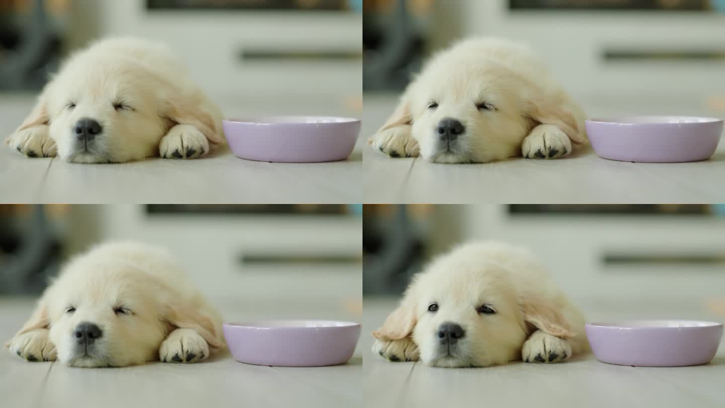 一只小狗在碗旁的地板上打盹，做着美梦