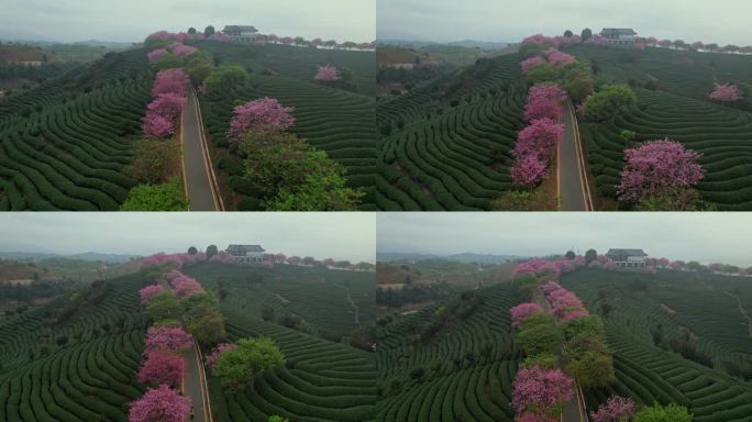 台品樱花茶园