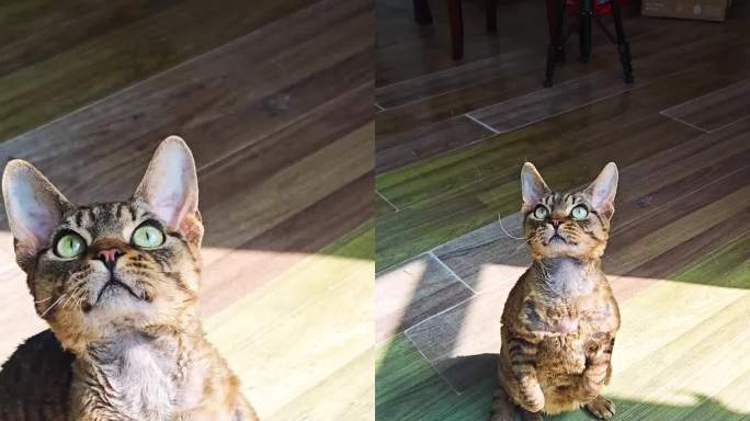 宠物德文卷毛猫在阳光下玩耍颜值竖版视频