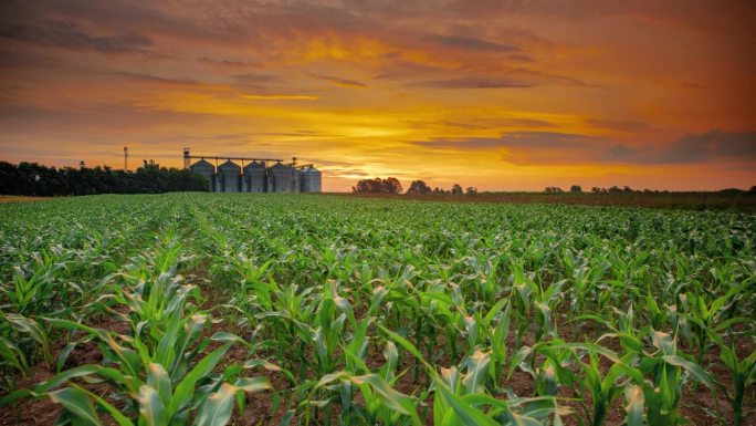 运动控制延时日出天空在年轻的玉米作物和谷仓在农场