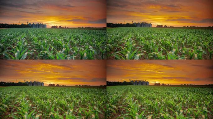 运动控制延时日出天空在年轻的玉米作物和谷仓在农场