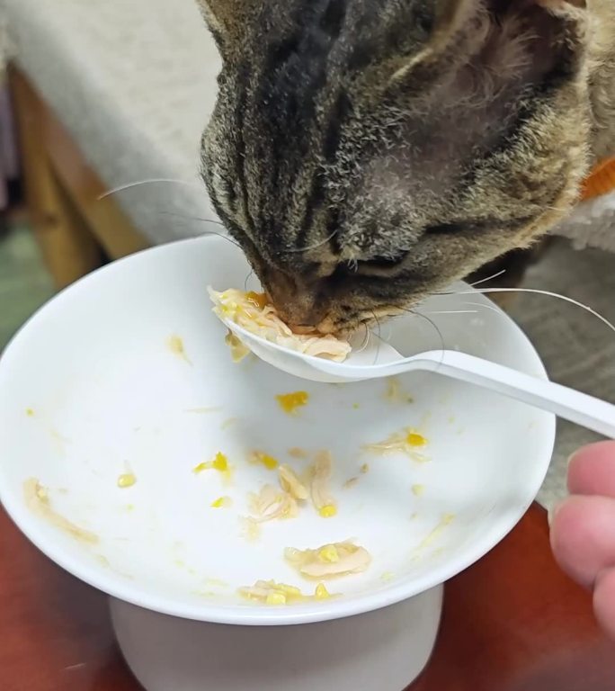 德文卷毛猫在沙发吃宠物零食多角度竖版视频