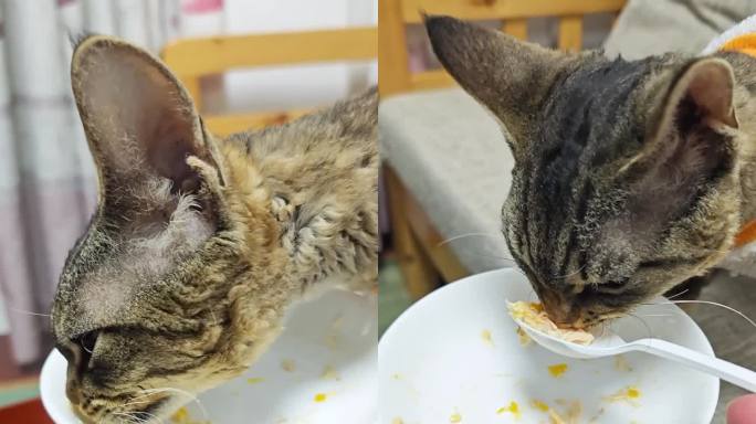 德文卷毛猫在沙发吃宠物零食多角度竖版视频