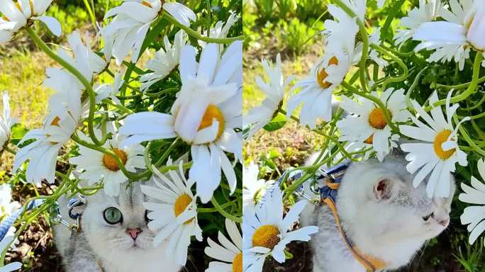 夏天，一只可爱的白色英国猫戴着橙色的挽具，在白色的大雏菊下散步。