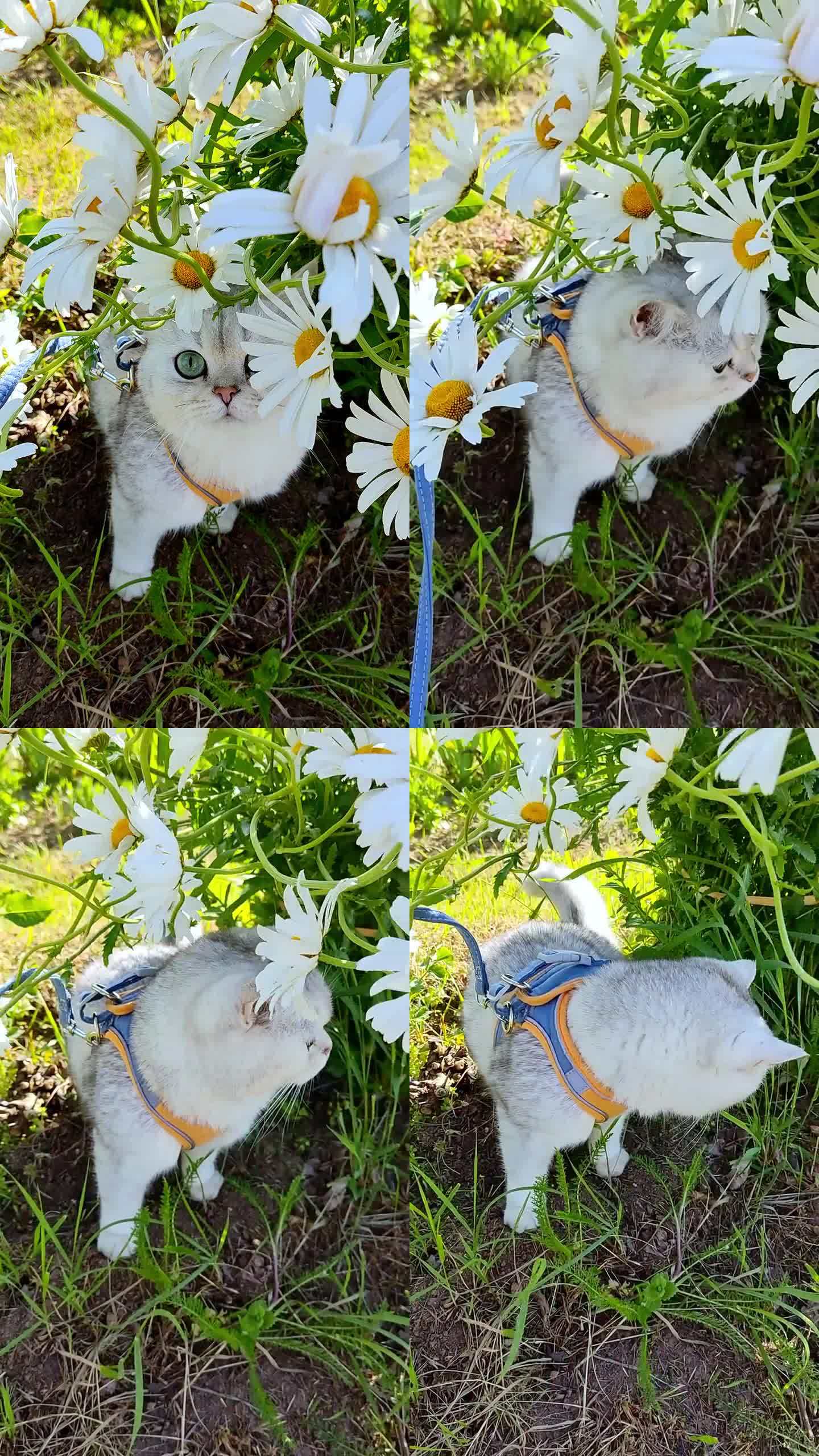 夏天，一只可爱的白色英国猫戴着橙色的挽具，在白色的大雏菊下散步。
