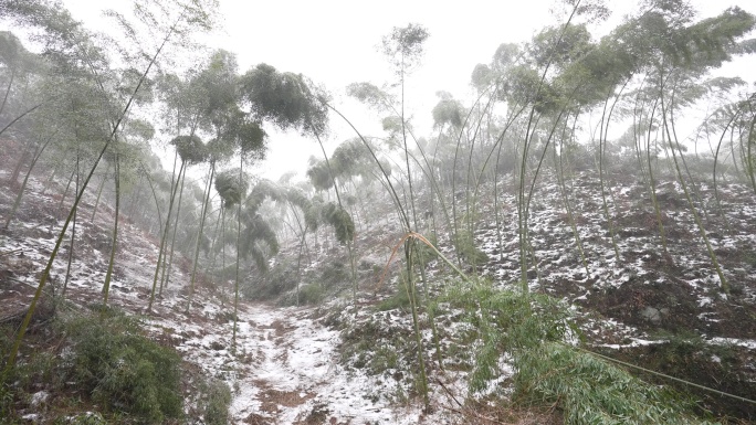 寒潮冷空气冰冻倒春寒竹山竹林竹海冻雨冰冻