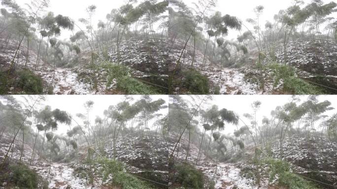 寒潮冷空气冰冻倒春寒竹山竹林竹海冻雨冰冻