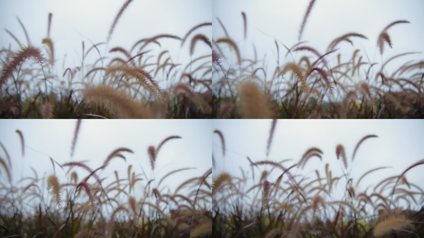 风吹紫泉草的特写镜头。