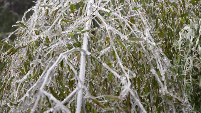 寒潮冷空气冰冻雨雪冻雨毛竹竹山竹林压断