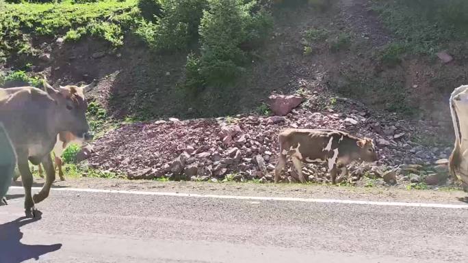 新疆公路边上的牛群