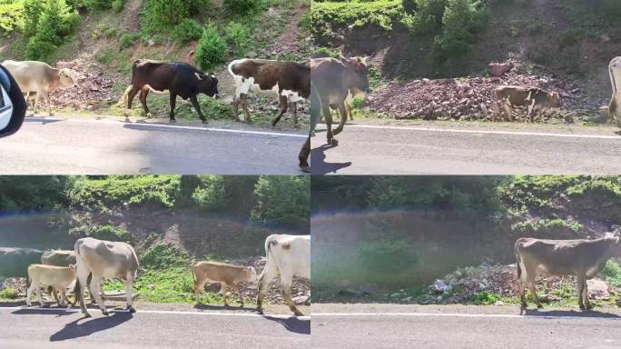 新疆公路边上的牛群