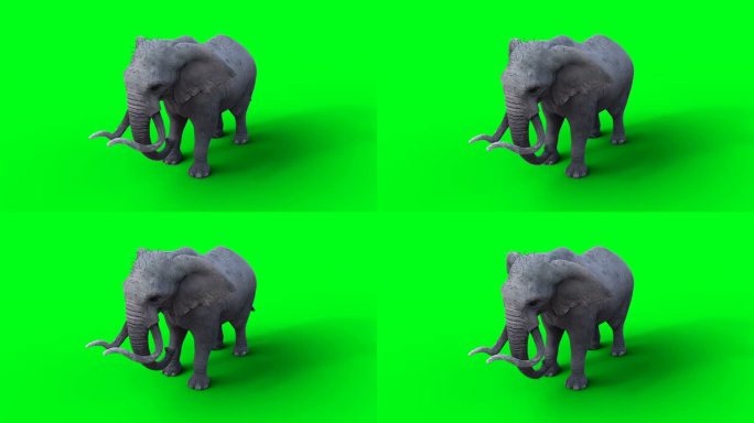 非洲象无所事事。绿屏4k。