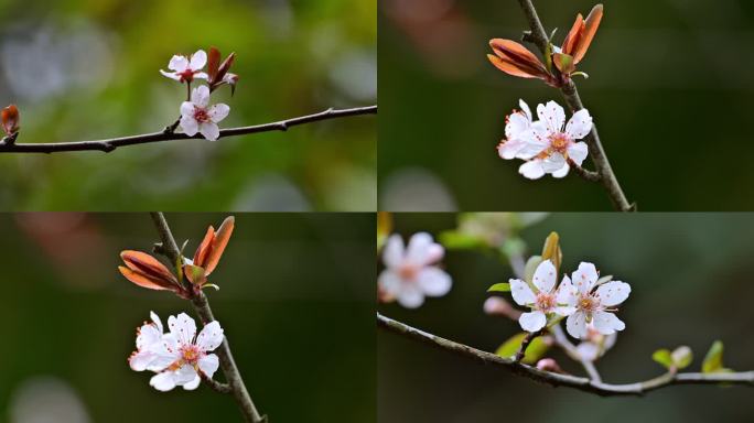 小樱花组镜