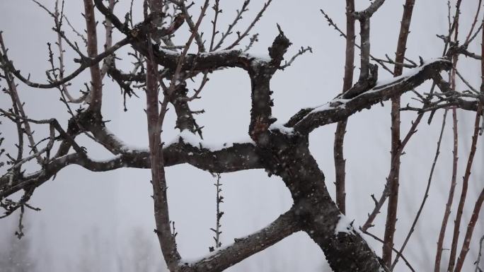 冬天，树枝上飘着雪