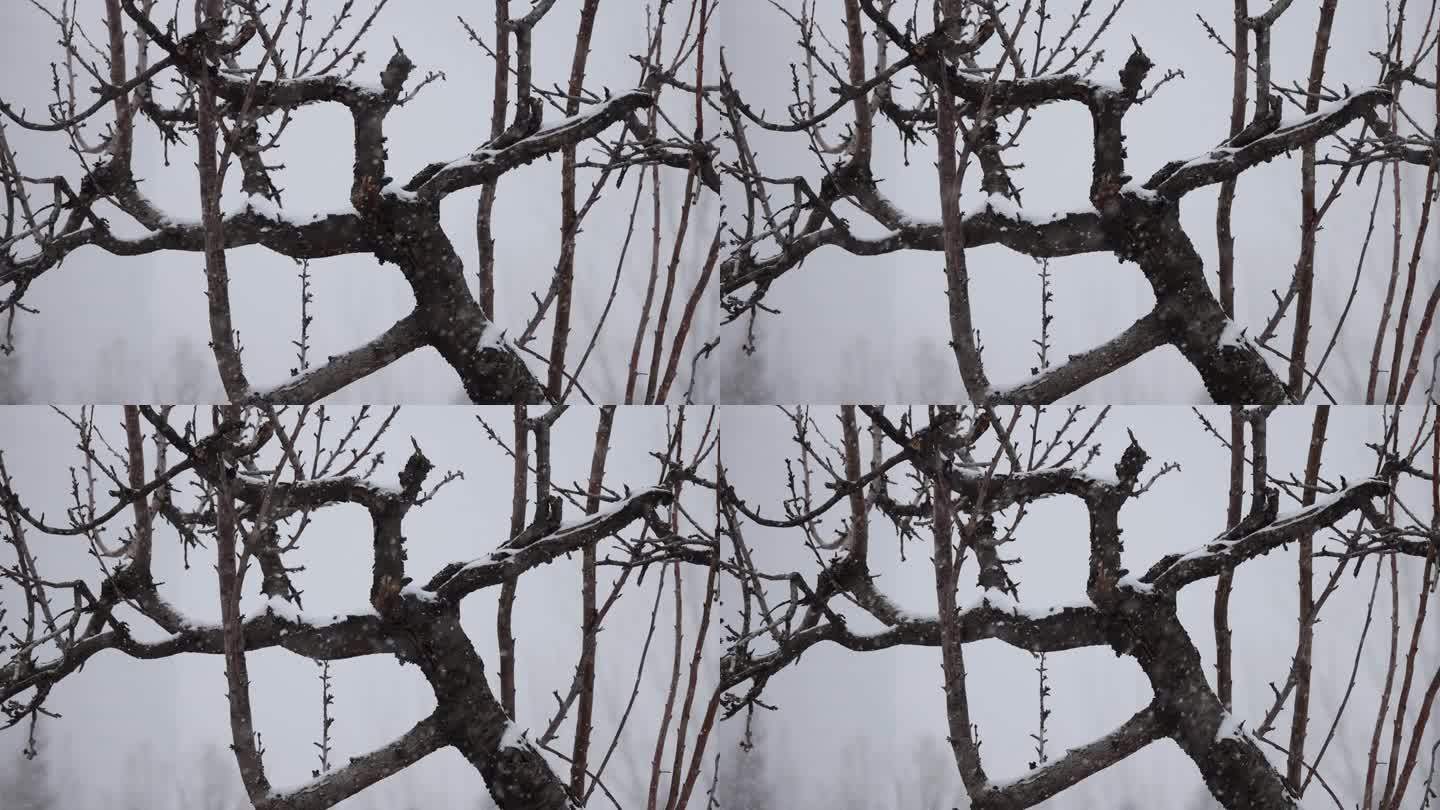 冬天，树枝上飘着雪