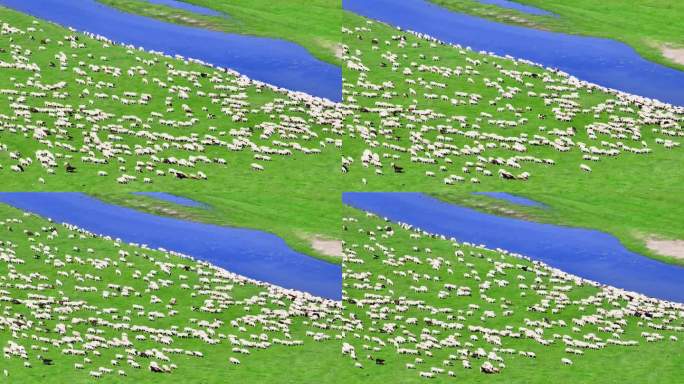 莫日格勒河边洁白的羊群（呼伦贝尔）