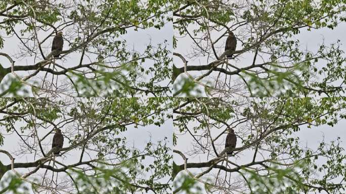 泰国凤头蛇鹰，从树枝后面向下看，然后把头转向左边