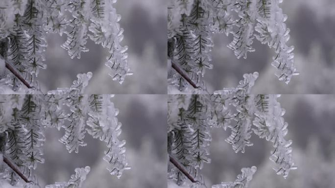 寒潮冷空气冻雨冰冻树枝结冰香榧树实拍素材