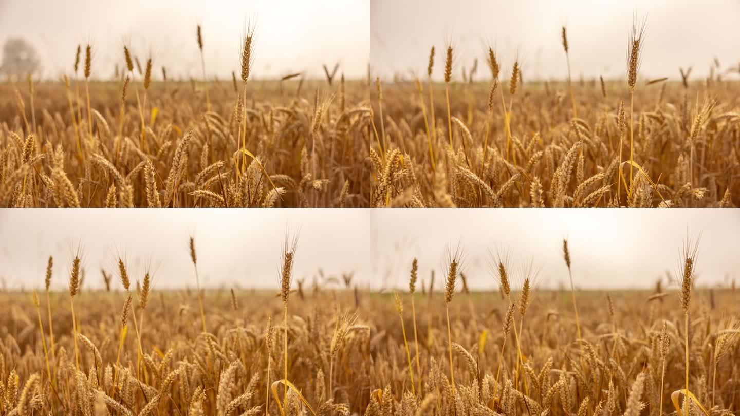 运动控制延时黄金小麦作物在阳光明媚的田地