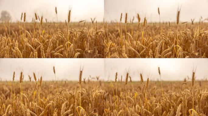 运动控制延时黄金小麦作物在阳光明媚的田地