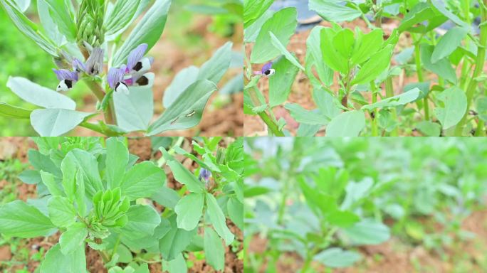 蚕豆，蚕豆苗，蚕豆种植，蚕豆花