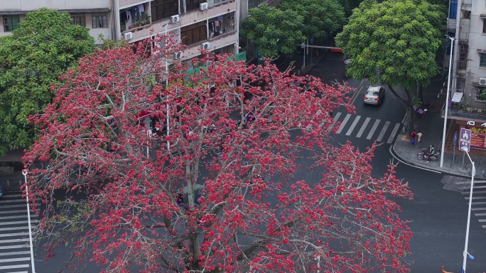 中国广东省广州市从化区街口木棉花