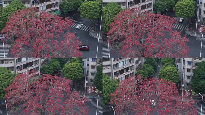 中国广东省广州市从化区街口木棉花