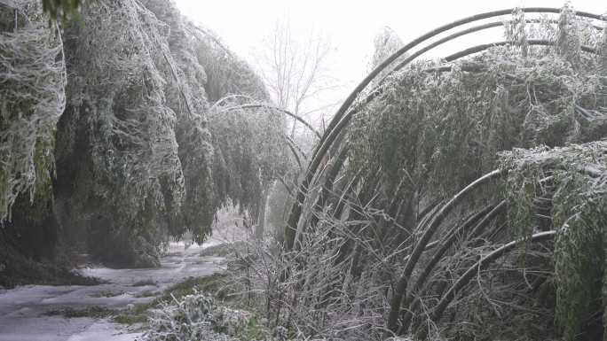 寒潮冷空气冰冻倒春寒竹山竹林竹海冻雨雾凇