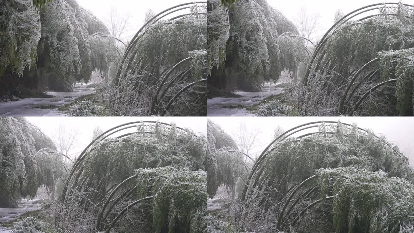 寒潮冷空气冰冻倒春寒竹山竹林竹海冻雨雾凇