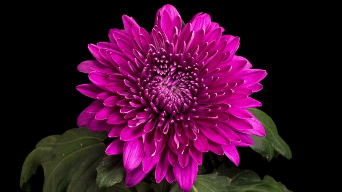 美丽的紫菊花开放