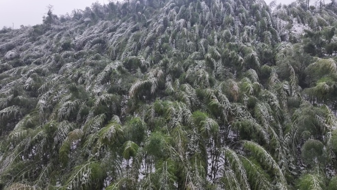 寒潮冷空气冰冻倒春寒竹山竹林竹海冻雨雾凇