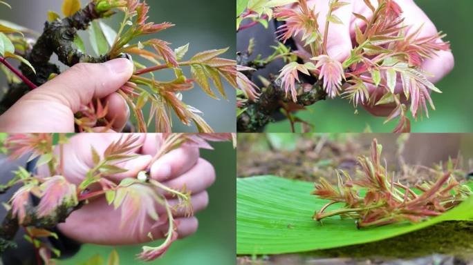 4K 实拍 采摘香椿芽