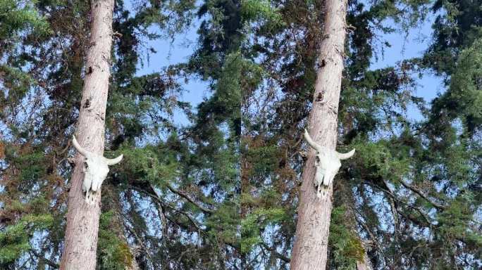牛头骨被钉在松树上。垂直视频4k。自然的运动。