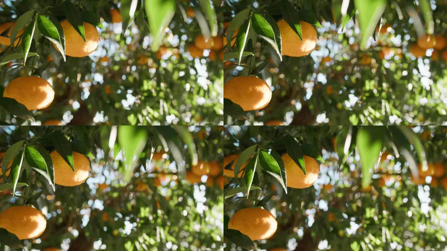 被春光轻吻的橘子
