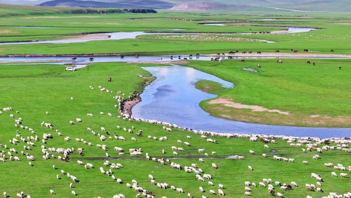 草原 羊群 呼伦贝尔 莫日格勒河