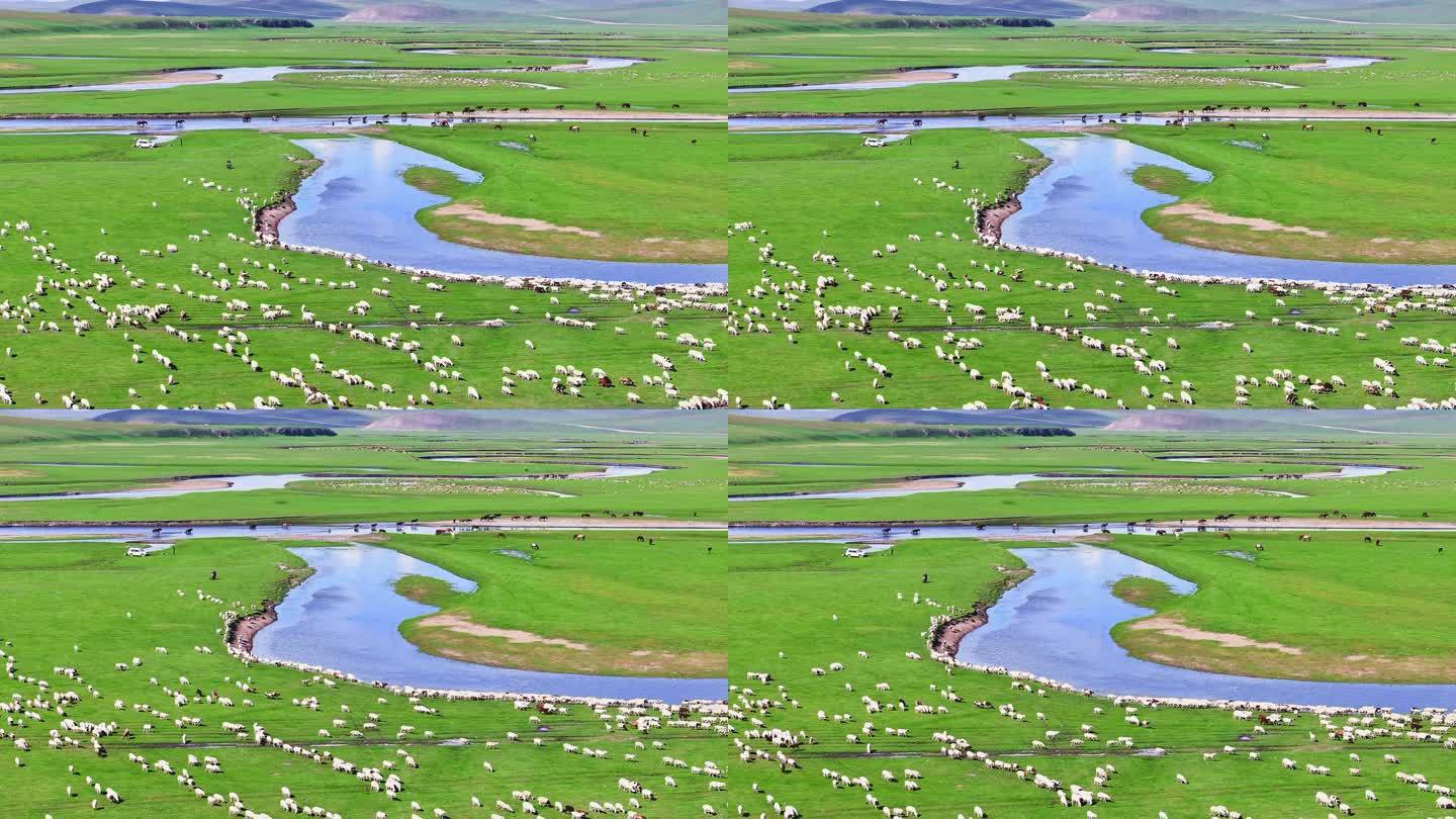 草原 羊群 呼伦贝尔 莫日格勒河