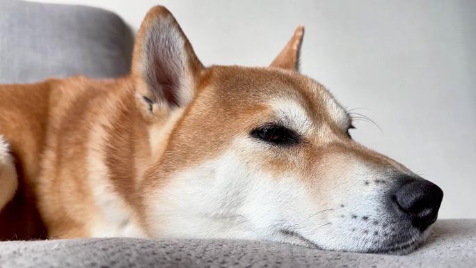 日本柴犬小狗可爱特写