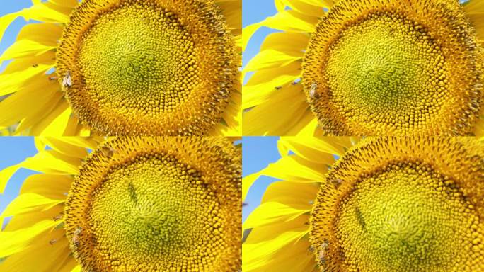 向日葵与蜜蜂:大自然的和谐