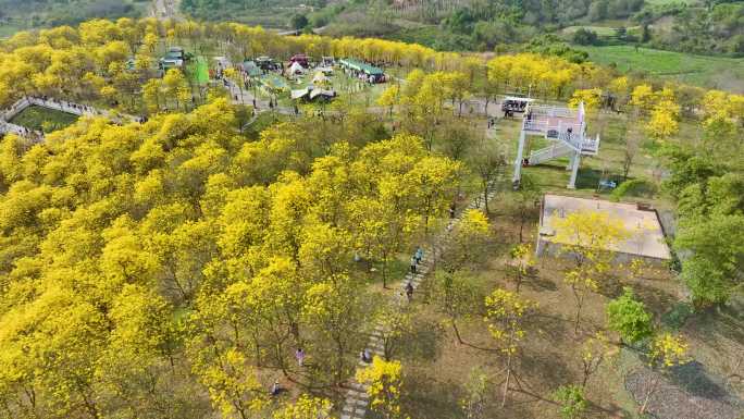 春天南宁青秀山公园风铃花航拍镜头