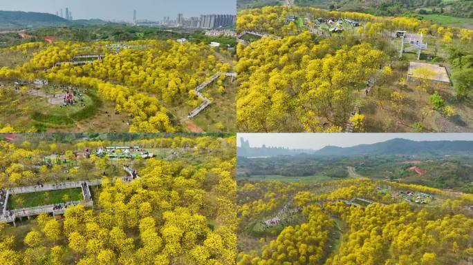 春天南宁青秀山公园风铃花航拍镜头