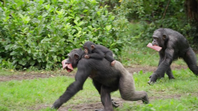 可爱的西部黑猩猩宝宝在雨中被家人抱着回家，他们拿着木头，后面跟着其他成员，在动物园栖息地外，周围是绿