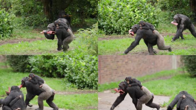 可爱的西部黑猩猩宝宝在雨中被家人抱着回家，他们拿着木头，后面跟着其他成员，在动物园栖息地外，周围是绿