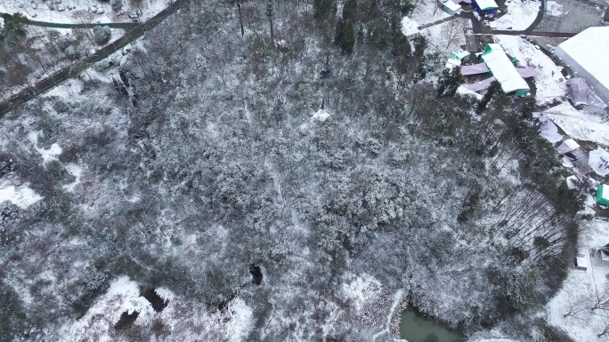 雪景树林雪景