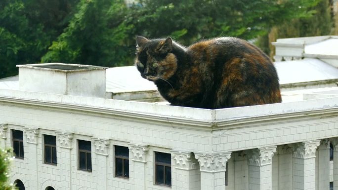 猫在有柱子的微型房子的屋顶上