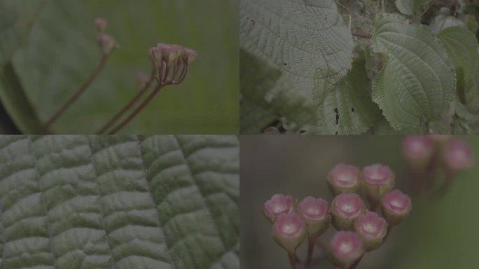 4K野生植物 虎颜花