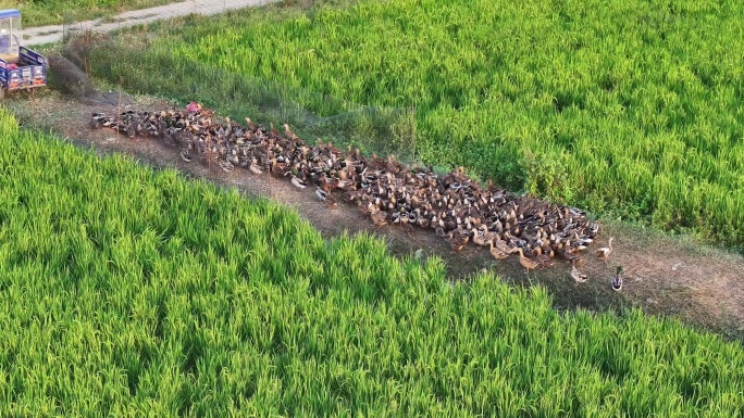 麻鸭