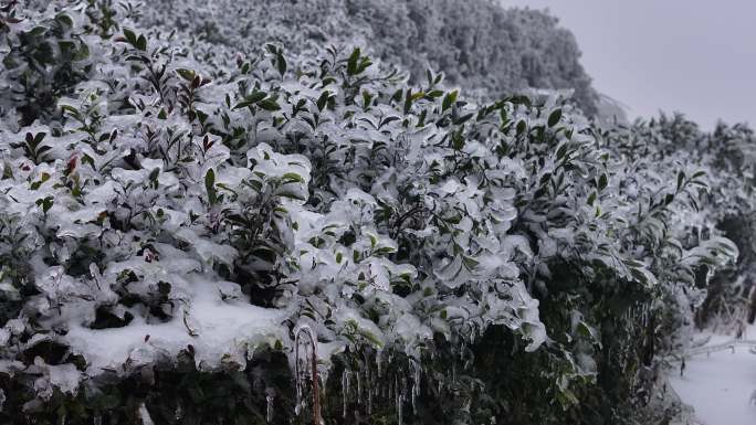 冬天春天寒潮冷空气冻雨冰冻茶园茶叶茶树