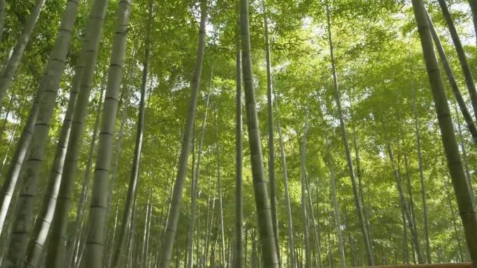 春天繁茂的京都竹林