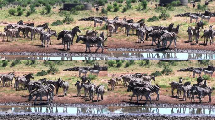非洲的一群斑马在炎热的日子里在泥泞的水源附近摆动尾巴