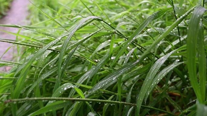 乡村春雨后万物复苏绿色背景实拍